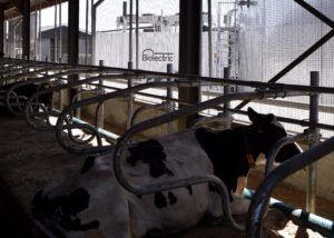 Energia rinnovabile da biogas -